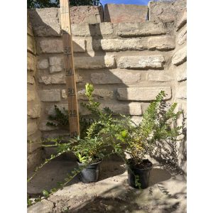 Lonicera nitida 'Maigrün' 