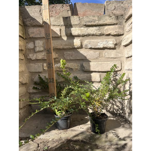 Lonicera nitida 'Maigrün' 