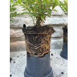 Lonicera nitida 'Maigrün' 