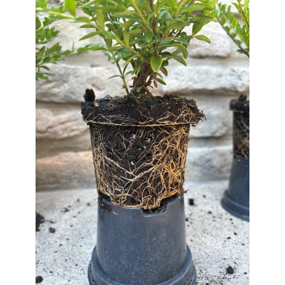 Lonicera nitida 'Maigrün' 