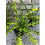 Lonicera nitida 'Maigrün' 