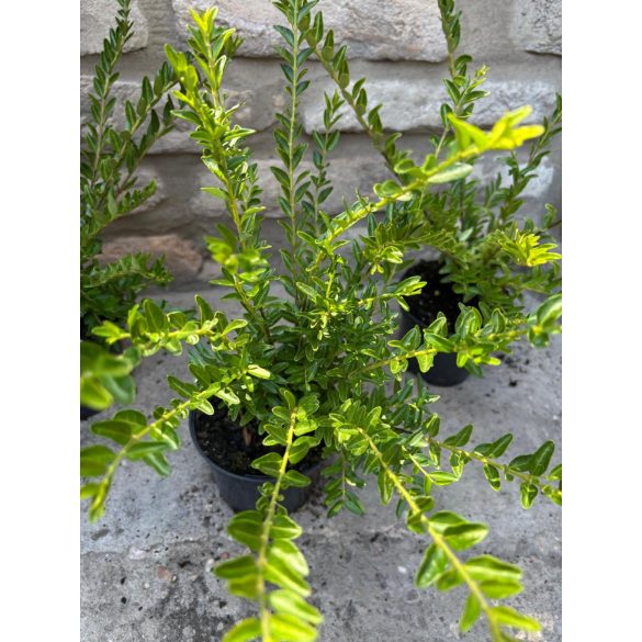 Lonicera nitida 'Maigrün' 