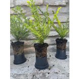 Lonicera nitida 'Maigrün' 