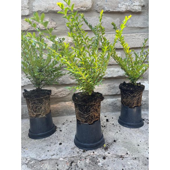 Lonicera nitida 'Maigrün' 