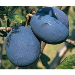 Zwetschke, Pflaume – Bluefree – Prunus domestica – im Container