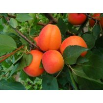   Aprikose – Marille – Ungarische Beste – Prunus armeniaca