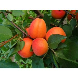 Aprikose – Marille – Ungarische Beste – Prunus armeniaca