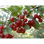 Sauerkirsche – Ujfehertoer flockig – Prunus cerasus