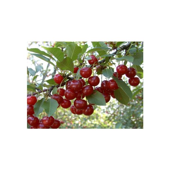 Sauerkirsche – Ujfehertoer flockig – Prunus cerasus