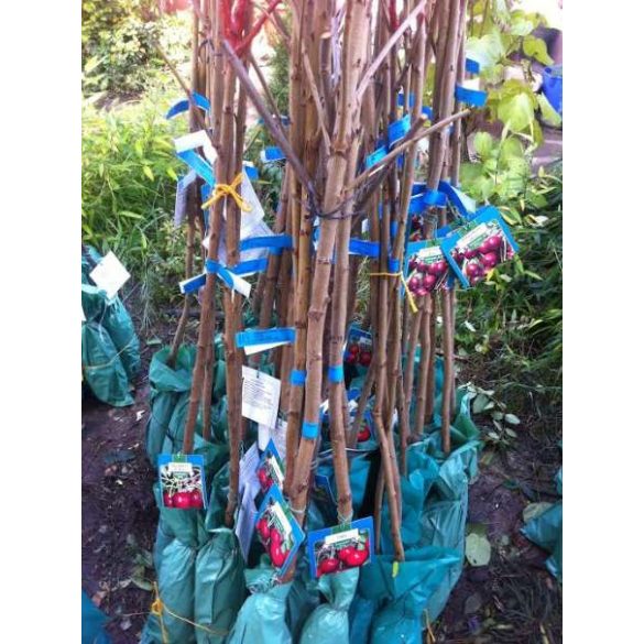 Sauerkirsche – Ujfehertoer flockig – Prunus cerasus