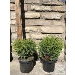 Kugel-Lebensbaum – Thuja occidentalis 'Kobold'