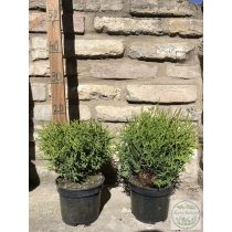 Kugel-Lebensbaum – Thuja occidentalis 'Kobold'