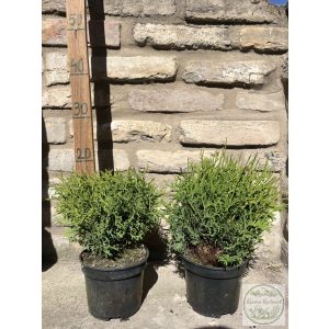 Kugel-Lebensbaum – Thuja occidentalis 'Kobold'