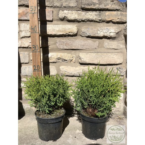 Kugel-Lebensbaum – Thuja occidentalis 'Kobold'