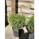 Kugel-Lebensbaum – Thuja occidentalis 'Kobold'