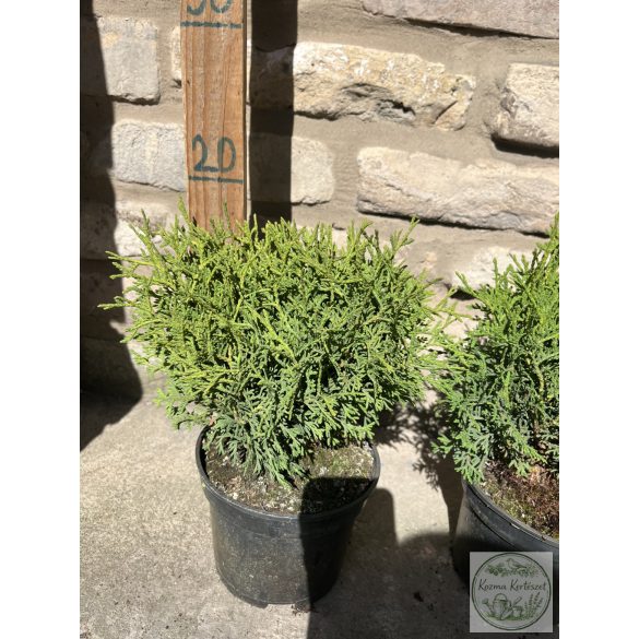 Kugel-Lebensbaum – Thuja occidentalis 'Kobold'
