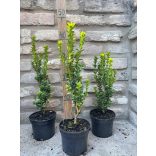 Säulenförmiger Buchs 'Fastigiata' – Buxus sempervirens