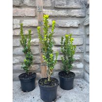   Säulenförmiger Buchs 'Fastigiata' – Buxus sempervirens