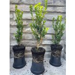 Säulenförmiger Buchs 'Fastigiata' – Buxus sempervirens