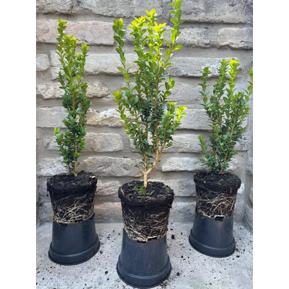 Säulenförmiger Buchs 'Fastigiata' – Buxus sempervirens
