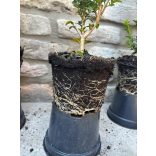 Säulenförmiger Buchs 'Fastigiata' – Buxus sempervirens