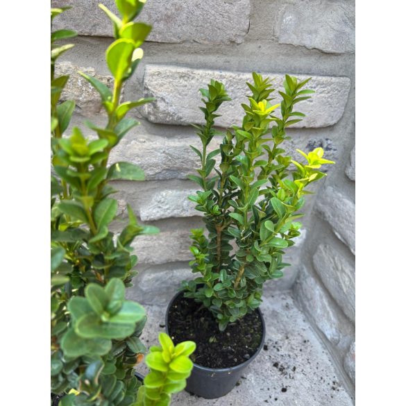 Säulenförmiger Buchs 'Fastigiata' – Buxus sempervirens