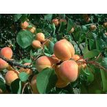 Aprikose – Marille – Pannonie – Prunus armeniaca