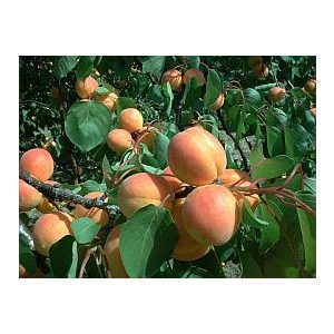 Aprikose – Marille – Pannonie – Prunus armeniaca