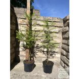 Europäische Lärche – Larix decidua