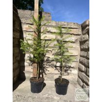 Europäische Lärche – Larix decidua