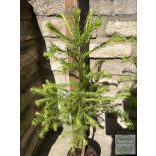 Europäische Lärche – Larix decidua