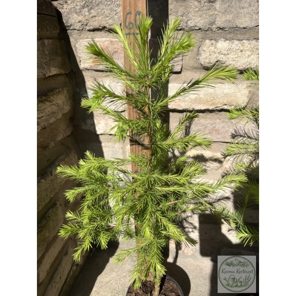 Europäische Lärche – Larix decidua