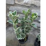 Euonymus japonicus 'Bravo' - buntes japansches Spindelstrauch