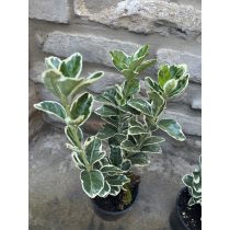   Euonymus japonicus 'Bravo' - buntes japansches Spindelstrauch