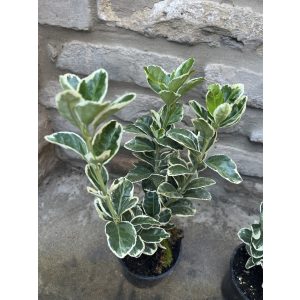 Euonymus japonicus 'Bravo' - buntes japansches Spindelstrauch