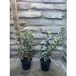 Euonymus japonicus 'Bravo' - buntes japansches Spindelstrauch