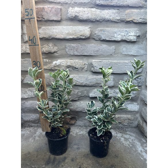 Euonymus japonicus 'Bravo' - buntes japansches Spindelstrauch