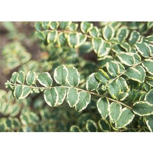 Symphoricarpos orbiculatus 'Follis Variegatus' - buntblühender Schneeball