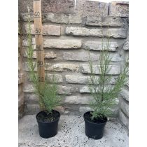 Viermännige Tamariske – Tamarix tetrandra