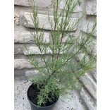 Viermännige Tamariske – Tamarix tetrandra