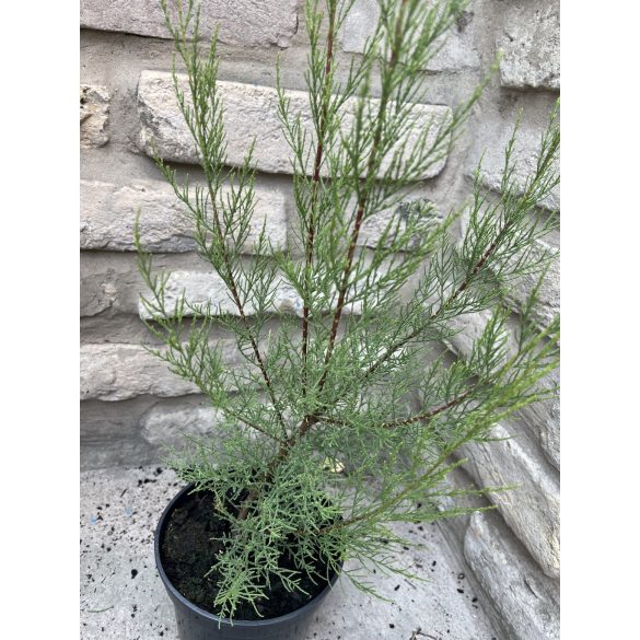 Viermännige Tamariske – Tamarix tetrandra