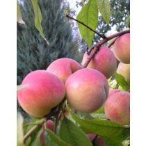 Pfirsich – Incrocio Pieri – Prunus persica