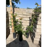 Trompetenblumen – campsis radicans – Farbe: Orange