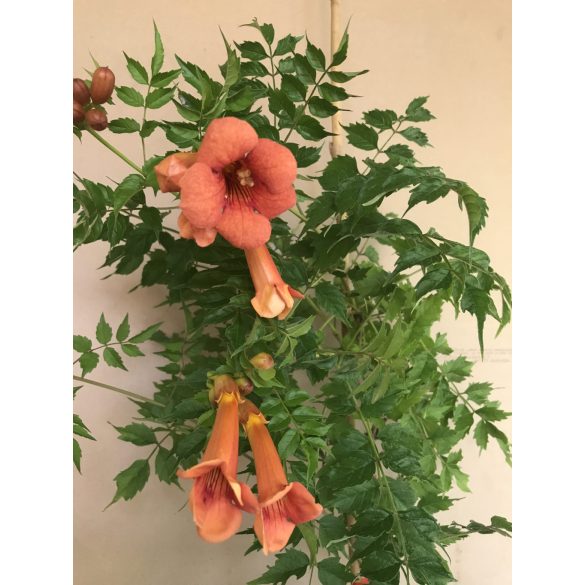 Trompetenblumen – campsis radicans – Farbe: Orange