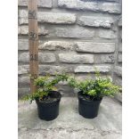 Berberis verruculosa - Warzige Berberitze