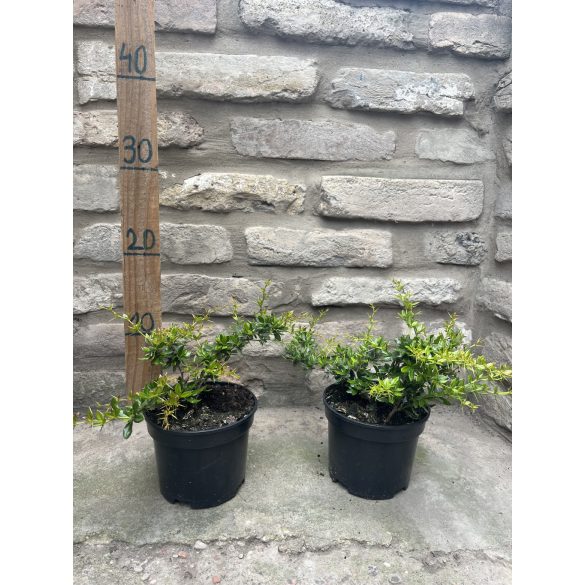 Berberis verruculosa - Warzige Berberitze