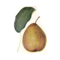   Herbstbirne – Gellerts Butterbirne – Beurré Hardy – Pyrus