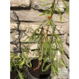 Hänge-Sumpfzypresse – Taxodium distichum 'Cascade Falls'