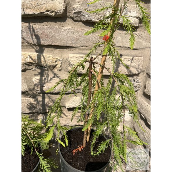 Hänge-Sumpfzypresse – Taxodium distichum 'Cascade Falls'