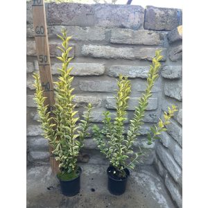 Goldliguster ‘Aureum’ – Ligustrum ovalifolium ‘Aureum’